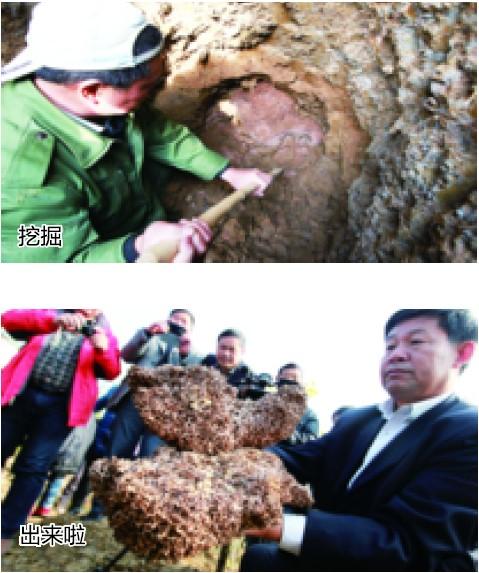 合肥挖出白蟻王國(guó)超50斤重 30歲蟻后巢穴似宮殿