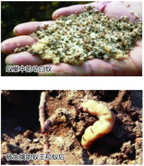 合肥挖出白蟻王國(guó)超50斤重 30歲蟻后巢穴似宮殿